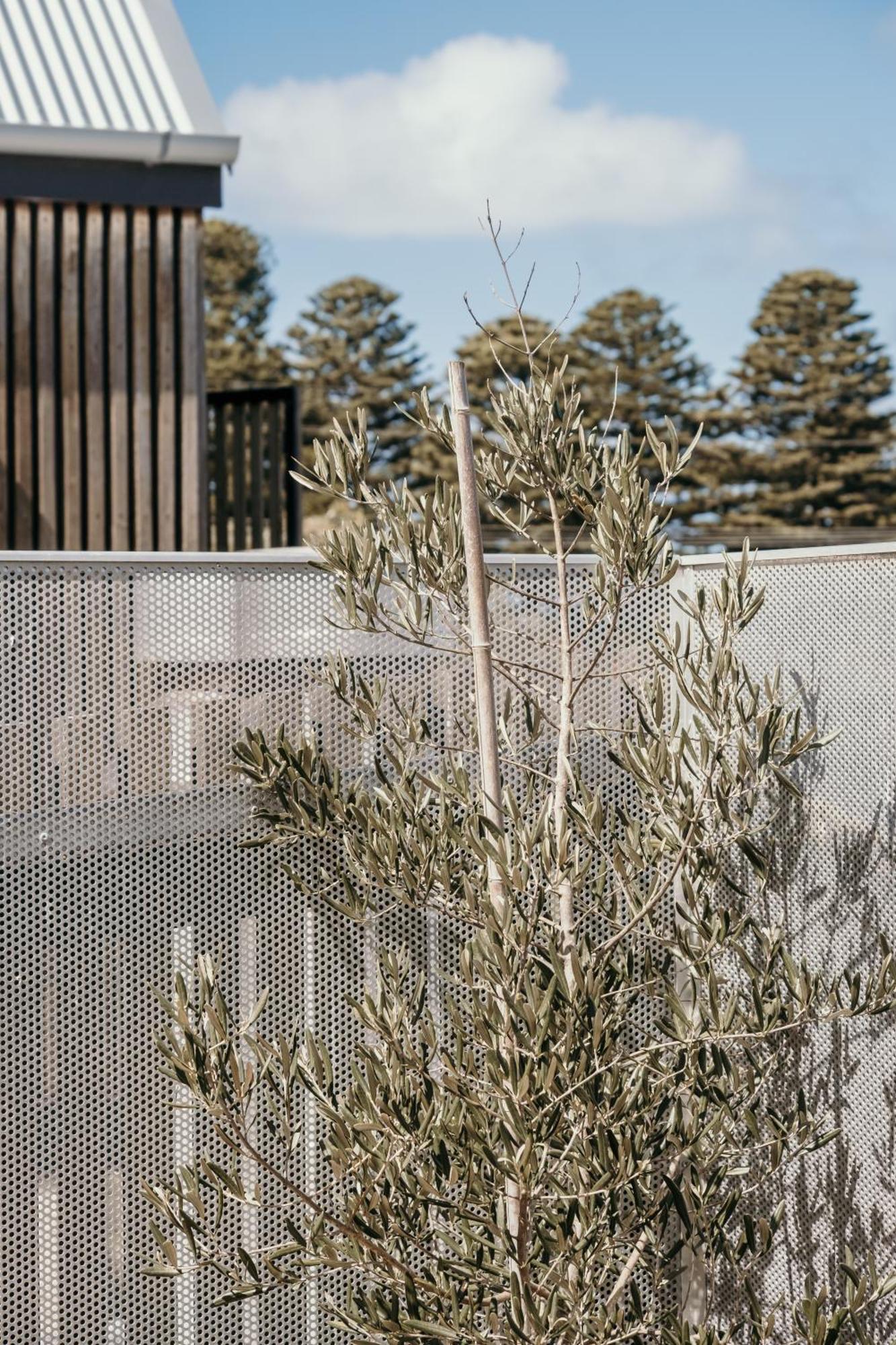 The Oak & Anchor Hotel Port Fairy Exterior foto Olive tree in the courtyard of the museum
